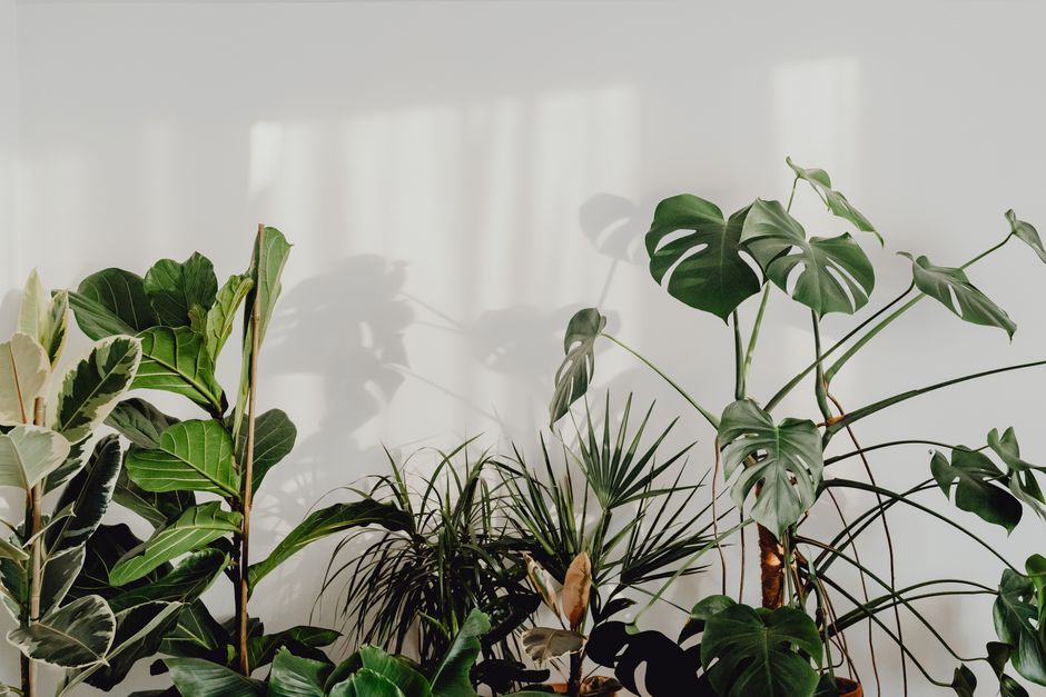 Groene varenplant in rookvrij interieur. Groene varenplant in rookvrij interieur.